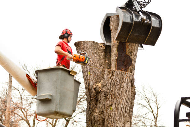 How Our Tree Care Process Works  in  Oronoque, CT